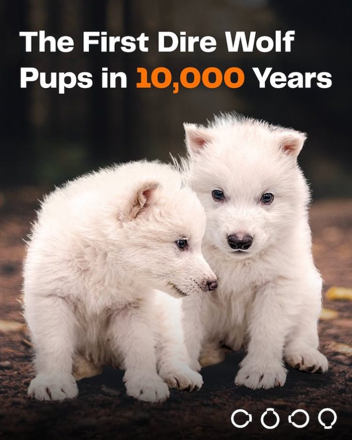 Video: Empresa de EU revive a los lobos gigantes extintos hace más de 10.000 años