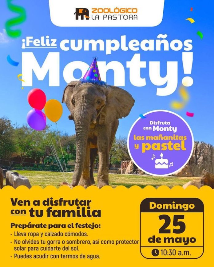 Festejarán en La Pastora cumpleaños 19 del elefante “Monty”