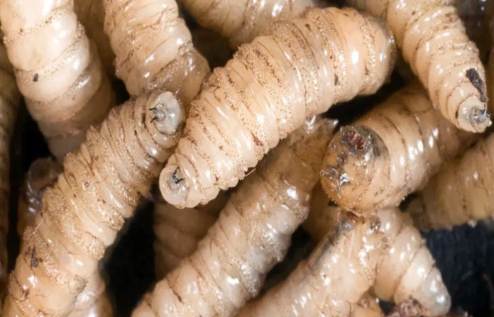 La lucha en México contra el gusano barrenador se complica mientras crece pleito con EU