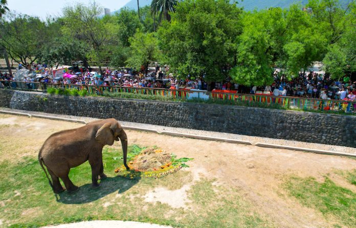 Monty, el elefante que conquista corazones, cumple 19 años