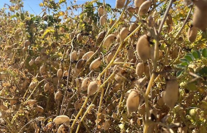 Empresas extranjeras concentran 97% de derechos sobre semillas en México