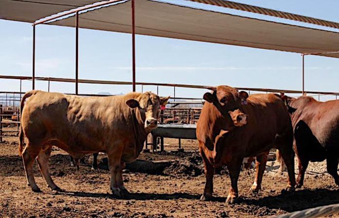 Prohibición por plaga de gusano barrenador merma exportación de ganado mexicano a EU