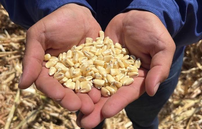 Campesinos sinaloenses en pie de lucha: maíz nacional ahogado por importaciones