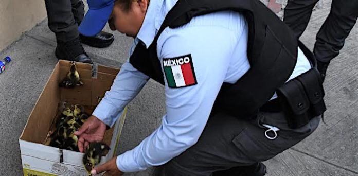 Policía de Monterrey protagoniza tierno rescate: salva a 11 patitos en pleno centro