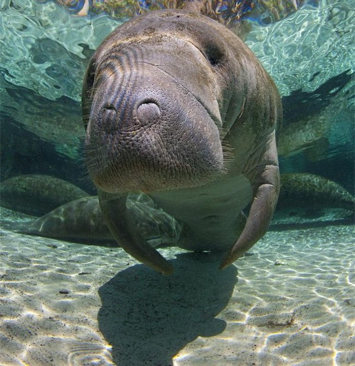 La contaminación amenaza a los manatíes en el Golfo de México