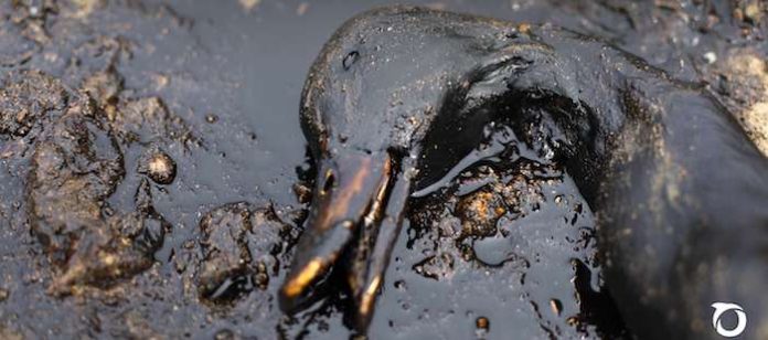 Ecologistas proponen proteger el Golfo de México de la explotación petrolera