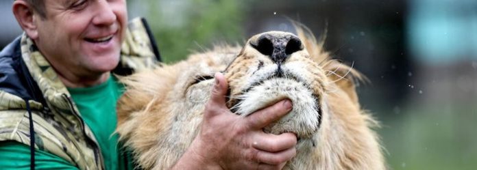 Médicos operan tres horas a un hombre atacado por un león en Rusia