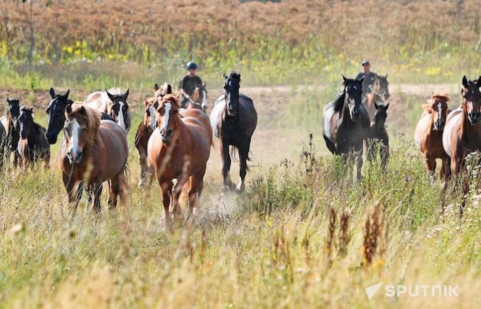 Santuario en Uruguay busca proteger a los caballos del maltrato, el abandono y la muerte