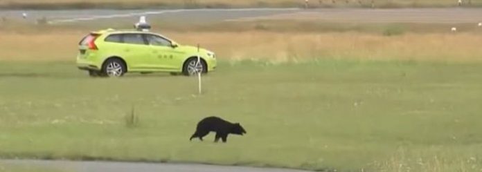 Video: Aeropuerto de Japón cancela 10 vuelos debido a un oso en la pista de aterrizaje