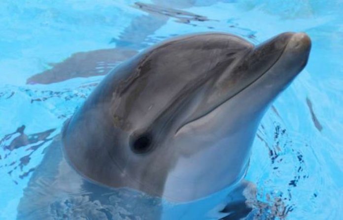 Adiós a los delfinarios: México prohíbe espectáculos con mamíferos marinos