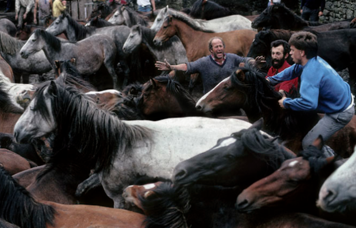 El 51.º Festival Anual del Caballo Salvaje tiene lugar en España