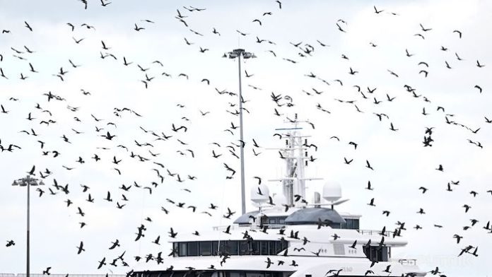 Más de 500 especies de ave enfrentan extinción en próximos 100 años, según estudio