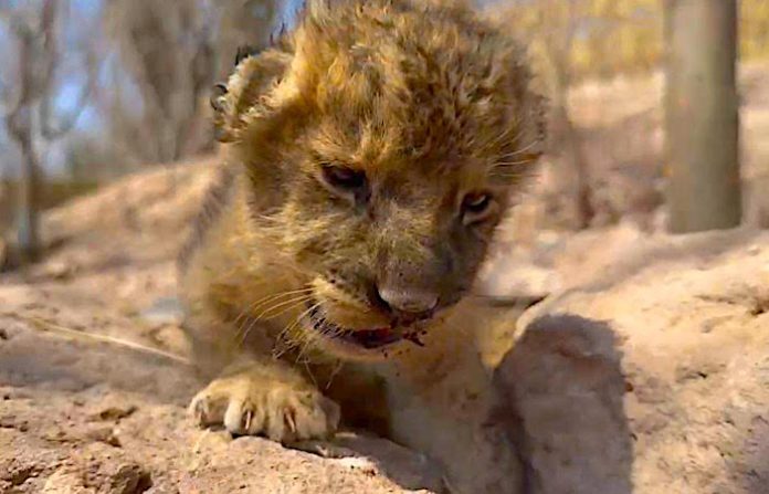 En medio del caos, una nueva vida: nace leoncita en santuario de Mazatlán tras éxodo por violencia