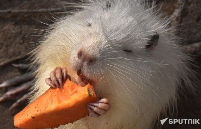 Argentina recupera a uno de sus principales depredadores: la nutria gigante