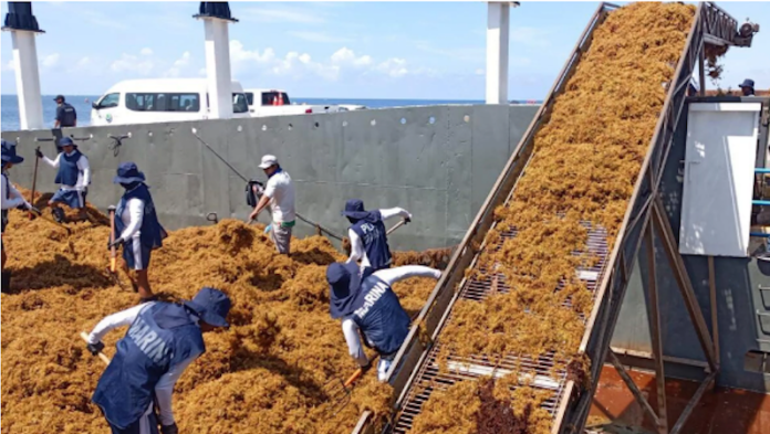 Autoridades mexicanas han recolectado más de 44.000 toneladas de sargazo durante este año