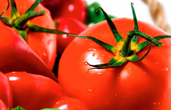 PAN propone sistema de monitoreo arancelario ante impacto al jitomate mexicano