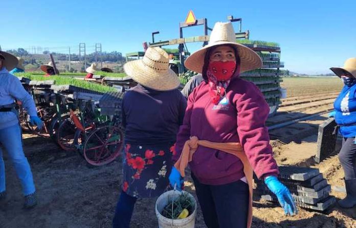 “Ay, mami, llegaste y no te llevó inmigración”: Las redadas contra migrantes en EU causan temor entre los trabajadores agrícolas