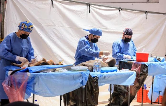 Adrián de la Garza encabeza brigada de esterilización y refrenda compromiso con el bienestar animal