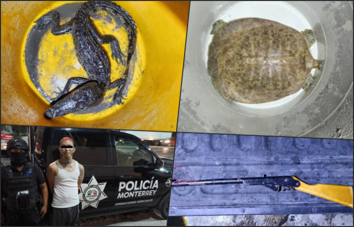 Operativo antinarcóticos… y antirreptiles: cae sujeto con mariguana, rifle, caimán y tortuga en azotea ajena