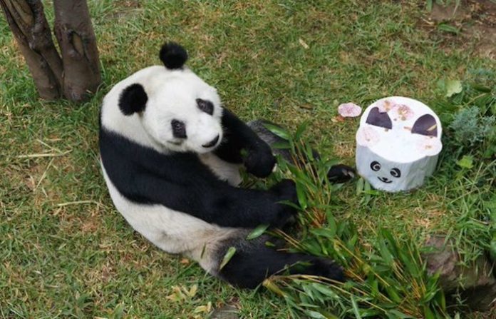 Xin Xin, la última panda gigante en América Latina, símbolo de la lucha por la conservación