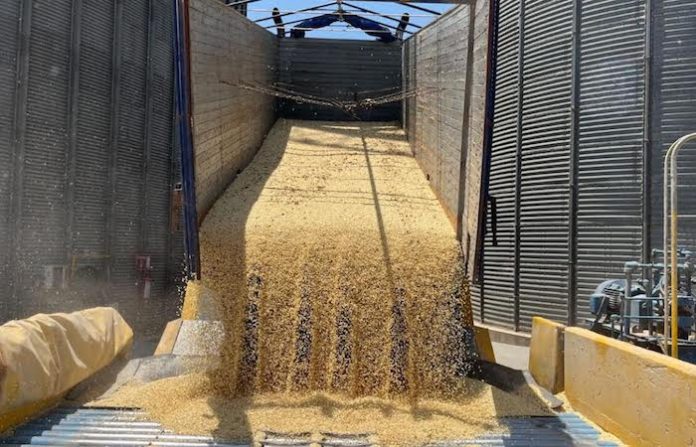 Importaciones arrinconan al maíz mexicano; productores exigen medidas urgentes