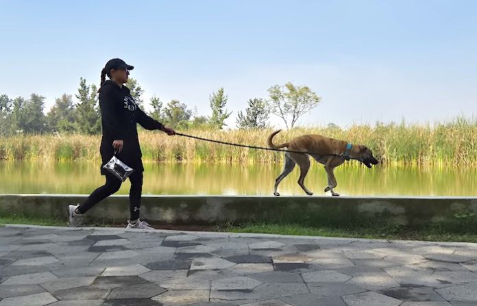Avanza reforma para garantizar el acceso de animales de apoyo emocional a espacios públicos y privados