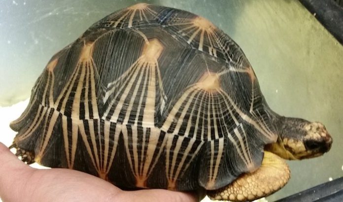 Aduaneros chinos interceptan tortugas en peligro de extinción en el aeropuerto de Shanghái