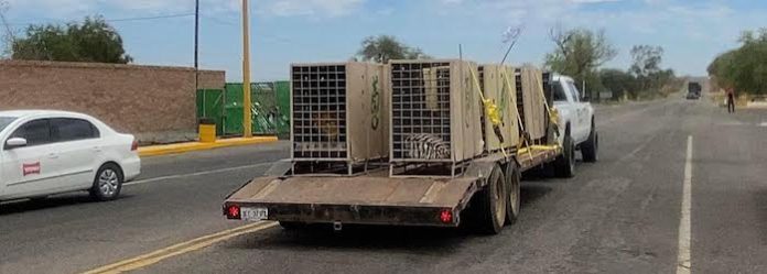 Trasladan 130 animales a Mazatlán para rescatarlos de la violencia y el calor extremo en Sinaloa
