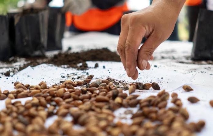 Juárez siembra el futuro: germinan árboles desde semilla en vivero municipal