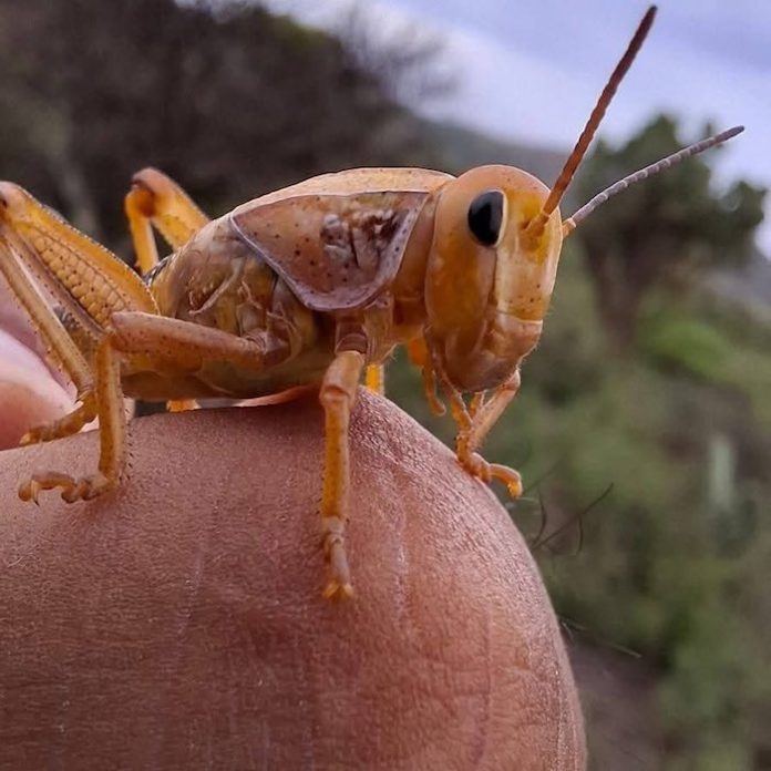 Video: Agricultores enfrentan plaga de chapulines en Zacatecas