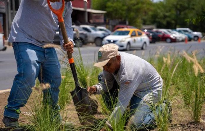 Juárez da inicio al Andador Verde con la siembra de casi 4 mil árboles