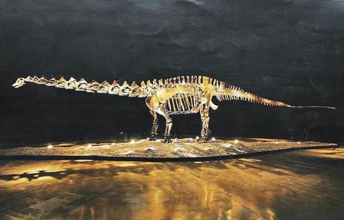 San Pedro recibirá fósil de dinosaurio “Einstein” como patrimonio cultural