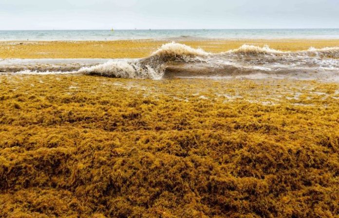 El Gobierno de México clasifica el sargazo como recurso pesquero