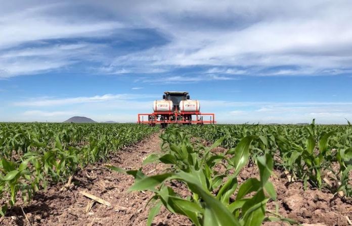 Productores de Sinaloa enfrentan ciclo agrícola con insumos más caros