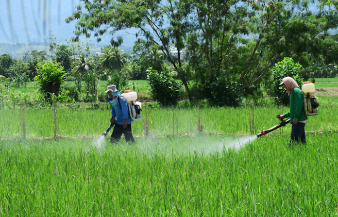 Plaguicidas ilegales, el mayor riesgo para el campo mexicano: Ocaña Romo