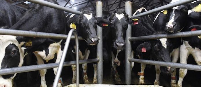 Científicos rusos, primeros en implantar neurochip a vacas para elevar producción lechera