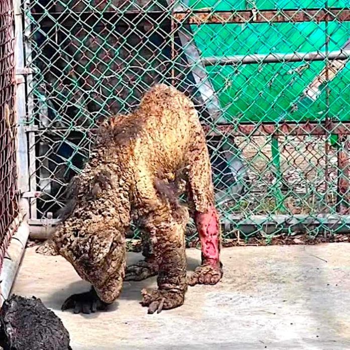 Pide Congreso esclarecer caso de la osa Mina en La Pastora