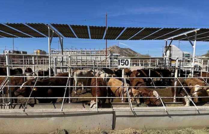 Ignoran alertas y brote de gusano barrenador golpea a la ganadería de Nuevo León