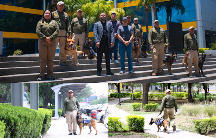 UANL recibe certificación internacional para su programa K9