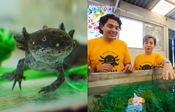 Científicos de la UANL buscan salvar al ajolote endémico de Nuevo León