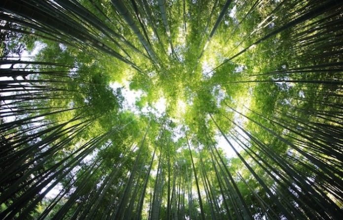 Endurecen castigos contra la tala ilegal: prisión de hasta 20 años y multas millonarias