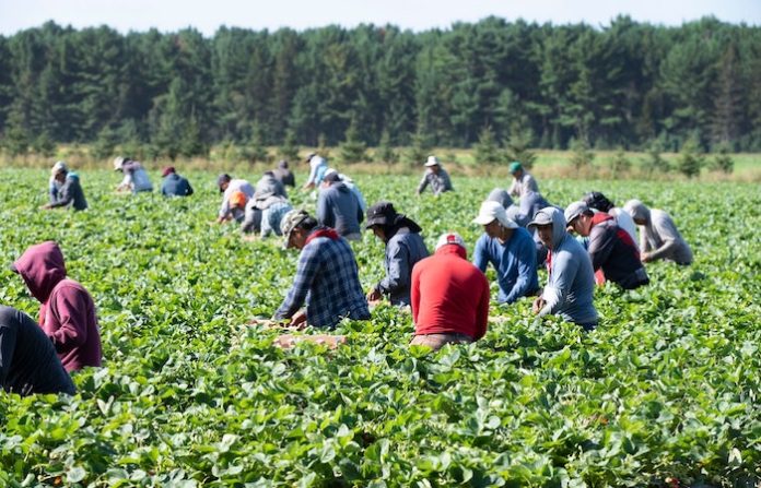 Jornaleros mexicanos denuncian abusos y maltratos en Canadá