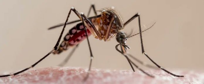 Más de 445.000 personas del mundo se infectan con la fiebre de chikunguña en 2025