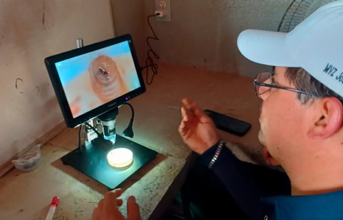 Confirma Agricultura eficacia del nuevo protocolo contra el gusano barrenador tras caso controlado en Montemorelos