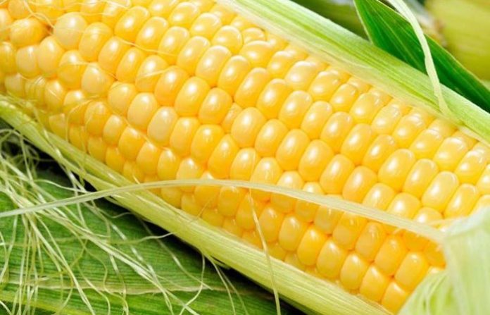 Importaciones baratas y bloqueos agravan la presión sobre el campo mexicano