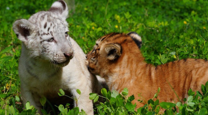 Nacen dos crías híbridas de ligre y tigre en zoológico de Nicaragua