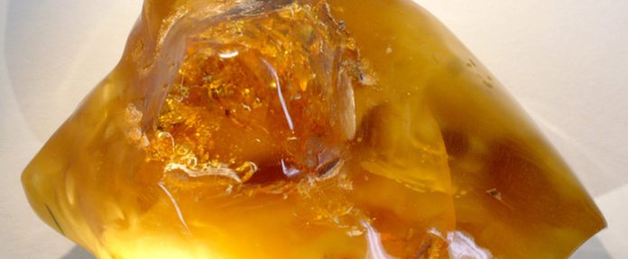 Descubren ámbar de más de 100 millones de años en Siberia