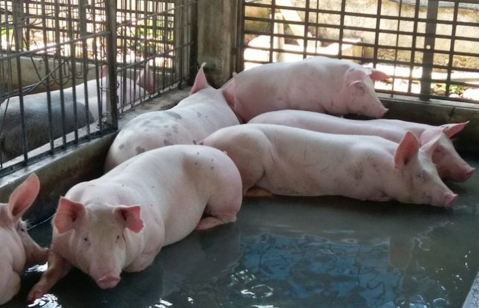 “El tiempo de no responder se acabó”: claves de los aranceles de China a la carne de cerdo de la UE