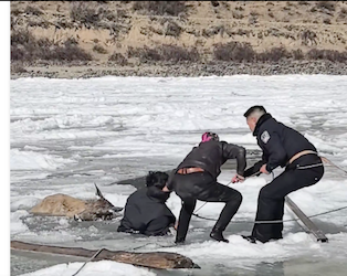 Video: Unidos contra el frío: salvan a tres ciervos raros en China de una trampa natural