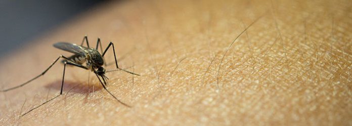 La OMS denuncia 610.000 muertes por paludismo en 2024